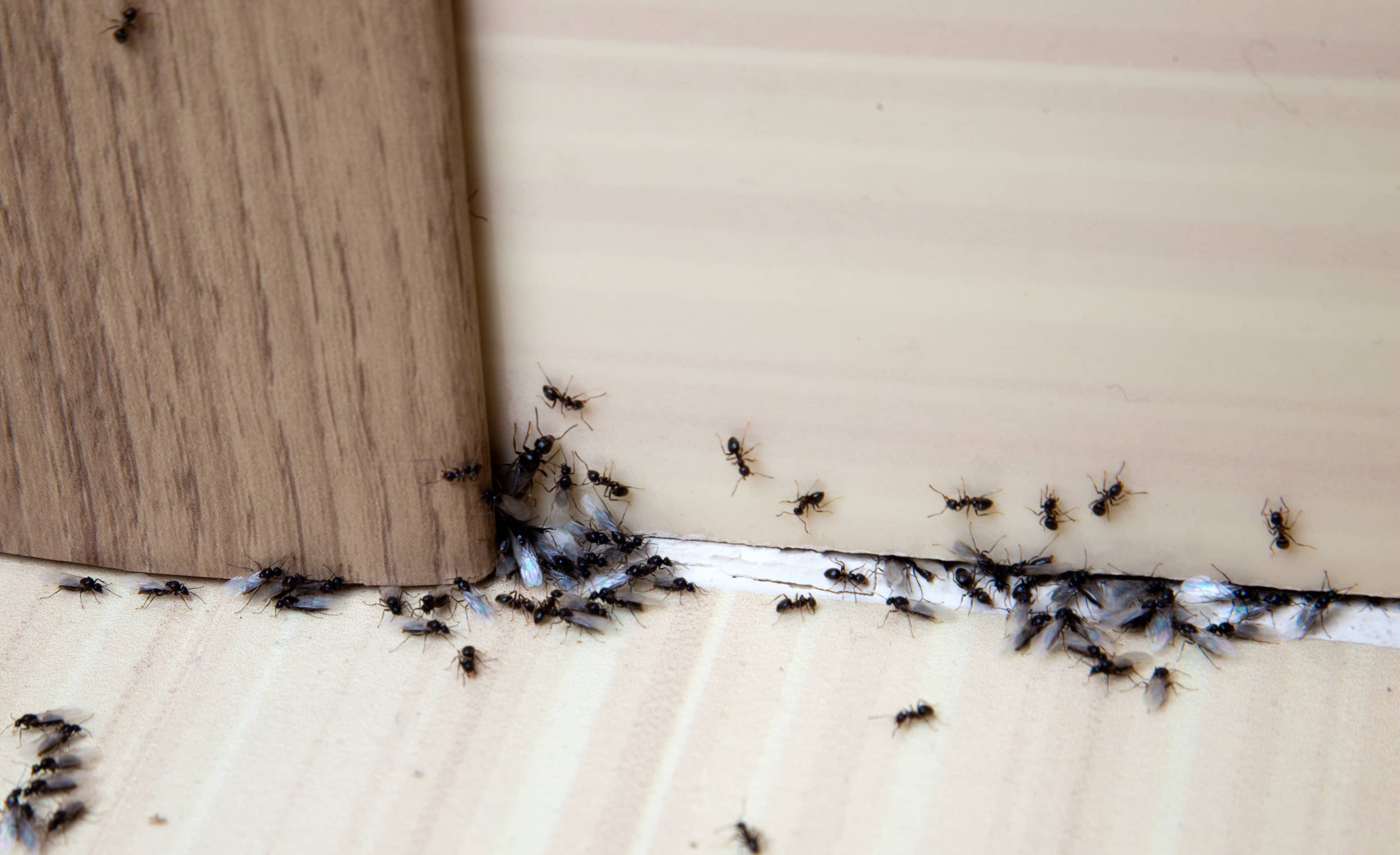Muchos insectos pueden ser portadores de enfermedades