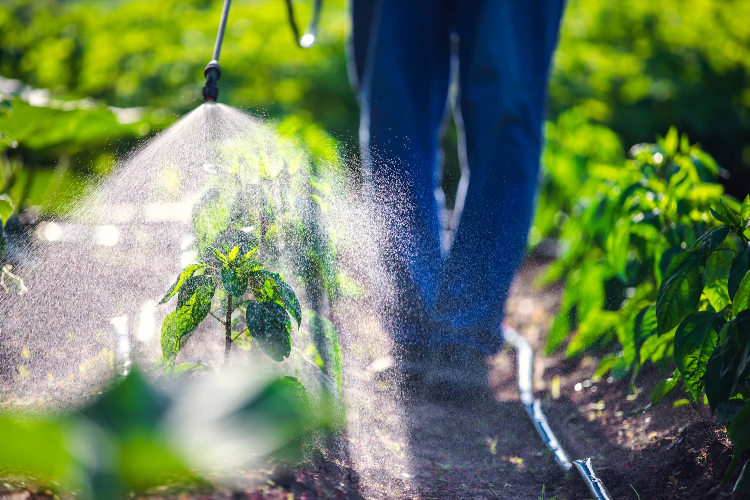 Hombre rociando pesticida a las plantas