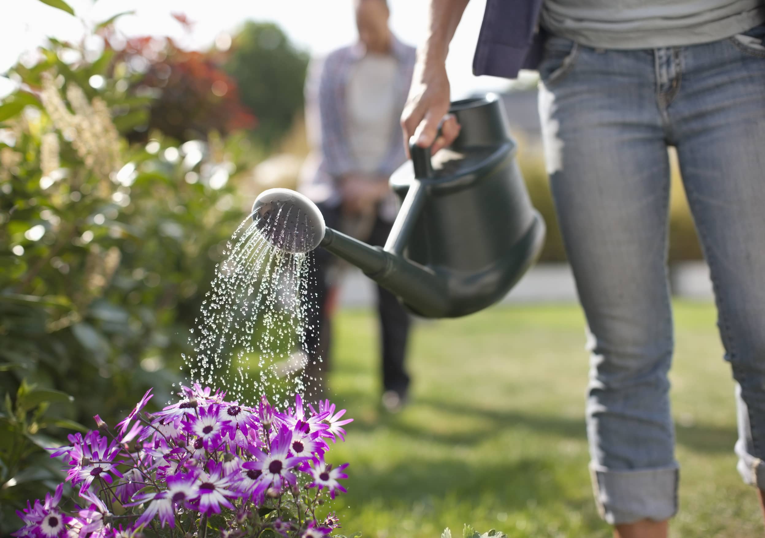 Un jardín bien cuidado es un oasis de paz y tranquilidad