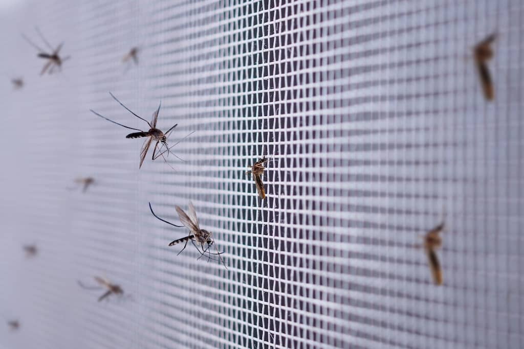 Prevención de mosquitos en el hogar