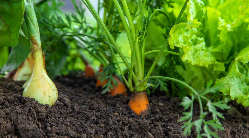 Jardín comestible con variedad de vegetales y hierbas frescas.