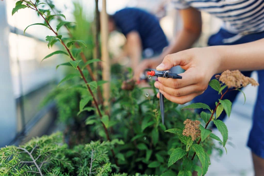 Jardín ecológico con plantas autóctonas y sistema de riego por goteo para maximizar la eficiencia del agua.