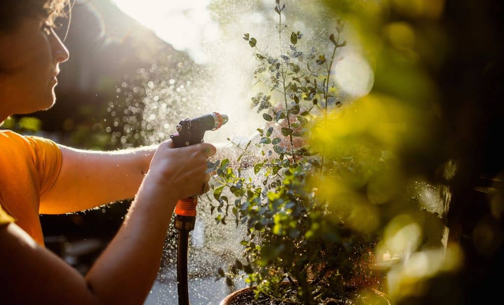 Sistema de riego por goteo en un jardín verde, optimizando el uso del agua y mejorando la sostenibilidad del entorno. 